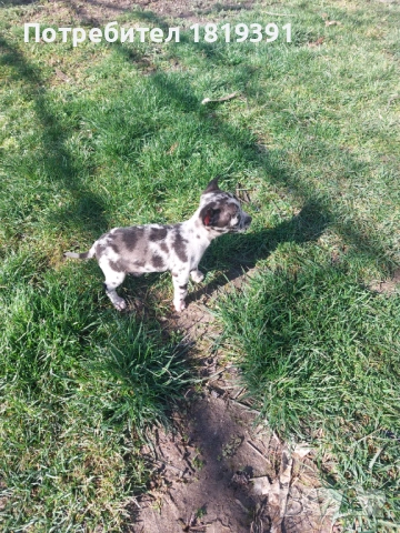 Пинчер мерле, снимка 4 - Пинчер - 53223710