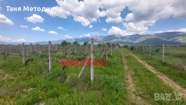 Лозе Червен Карловски Мискет – 2×7.174 дка, плододаващо, 21 реда × 200 м, до кв. Анево – Сопот, снимка 10 - Земеделска земя - 52501810