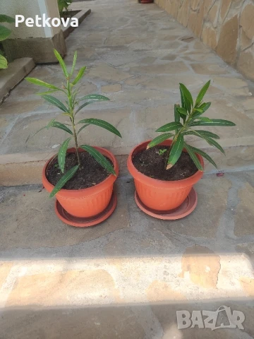 зокуми(олеандър), снимка 5 - Стайни растения - 50961931