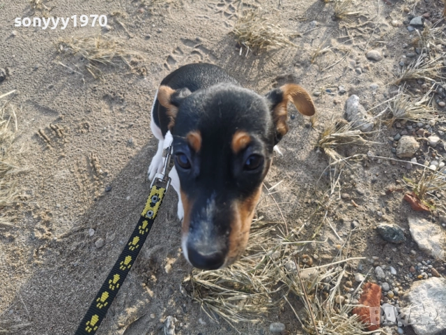 ДЖАК РЪСЕЛ ТЕРИЕР-ЖЕНСКО КОЛЕДНО КУТРЕ 1112251705, снимка 2 - Джак ръсел териер - 52738678