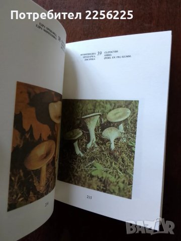 Нашите гъби, снимка 4 - Специализирана литература - 50161207