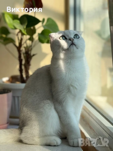 Котарак с порода клепоуха сребърна чинчила си търси женска , снимка 6 - Чинчили - 50580743