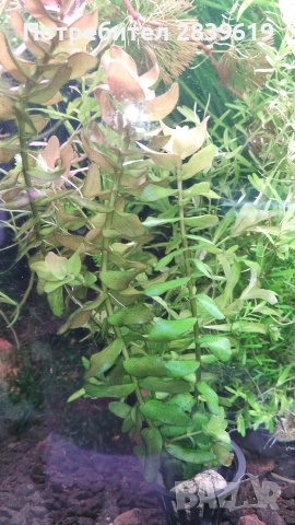 Аквариумни растения , снимка 9 - Рибки - 52689013