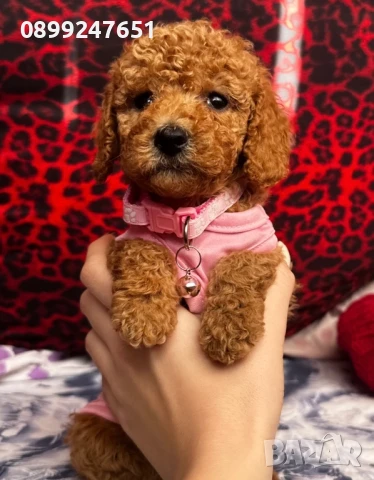 Той пудел , снимка 1