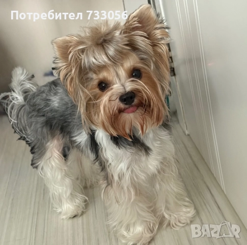 Бивер йоркшерски териер търси приятелка, снимка 2 - Йоркширски териер - 49518953