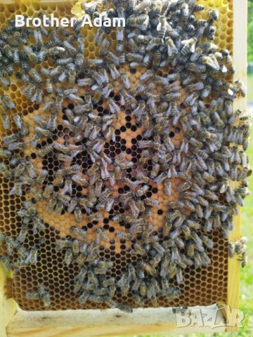  Пчелни отводки - сезон 2024 записване, снимка 1 - За пчели - 43566899