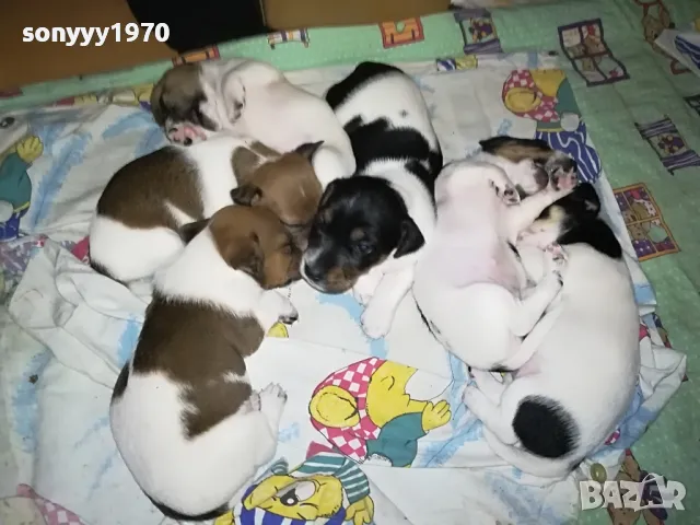 ДЖАК РЪСЕЛ ТЕРИЕР-БЕБЕ МОМИЧЕ НА 2 МЕСЕЦА 1702251851