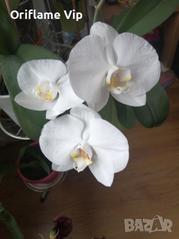 Орхидеи, снимка 2 - Стайни растения - 43893880