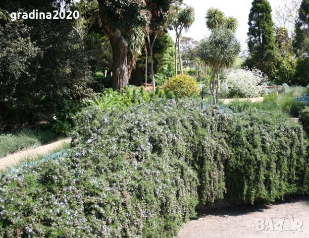 Розмарин Каскаден - Rosmarinus officinalis prostrata, снимка 3 - Разсади - 51360282