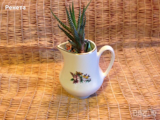 Продава Хавортия атенуата - много лесна за отглеждане, снимка 7 - Стайни растения - 14050907