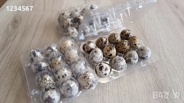 Пресни яйца от пъдпъдъци, оплодени и за консумация, 12 броя в кутия, снимка 2 - други­ - 51024470
