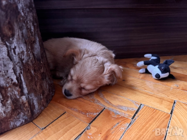 Чихуахуа, ваксинирано, снимка 9 - Чихуахуа - 52786882