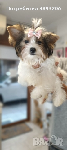 йорки Бивер, снимка 8 - Йоркширски териер - 50984414