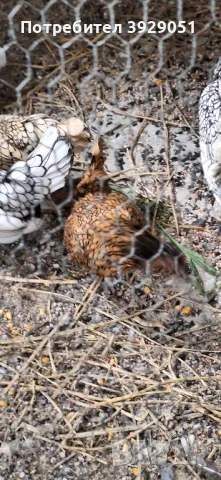 продавам зибрайт, снимка 3 - Кокошки и пуйки - 50125971