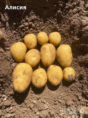 Продавам картофи за семе сорт Сорая, Агата, Ривиера, Карера  , снимка 4 - Разсади - 43821344