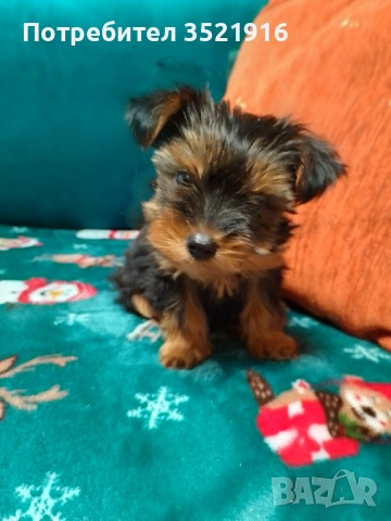Продавам йоркширски териер 