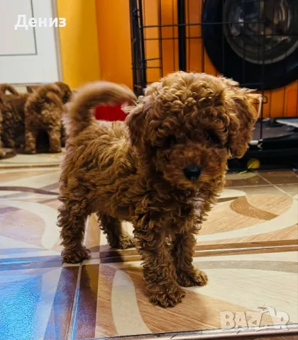  Той пудел мини, снимка 1