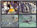 Фолклендски острови 1991 - 4 броя Карти Максимум - WWF, снимка 1 - Филателия - 38896289