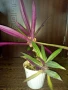 Хлорофитум/водна лилия/традесканция рео, снимка 5