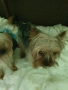  Мини Йорки йоркширски териер 4 кученца, снимка 7