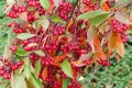 Червена АРОНИЯ - Aronia arbutifolia (Red Chokeberry), снимка 1 - Градински цветя и растения - 43354685