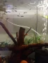 Декоративни рибки, снимка 2