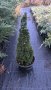 Джуджевиден смърч бавно растящ, снимка 1 - Градински цветя и растения - 43140243
