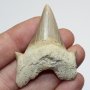 Фосилен зъб на акулата Otodus Obliquus - Плиоцен (5 - 66 Ма), снимка 1 - Колекции - 37432676