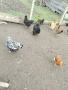 Продавам Кокошки, снимка 1