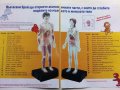 Поредица детски списания "Човешкото тяло", снимка 8