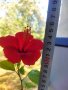 Китайски рози хибискус червена фуния, снимка 4