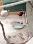  Фазани , снимка 5