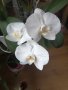 Орхидеи, снимка 2