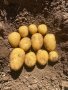 Продавам картофи за семе сорт Сорая, Агата, Ривиера, Карера  , снимка 4