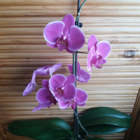 Орхидея, снимка 2 - Стайни растения - 44878513
