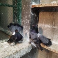 Магнитогорски руски гълъби , снимка 11 - Гълъби - 43151117