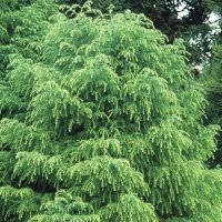 Криптомерия, Cryptomeria japonika „Elegans“, снимка 2 - Градински цветя и растения - 39343168