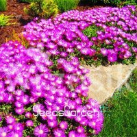 Делосперма, снимка 1 - Градински цветя и растения - 26452073