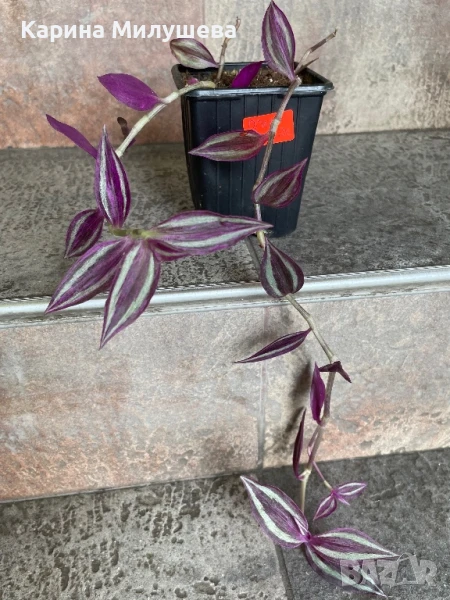 Продавам различни цветя, снимка 1