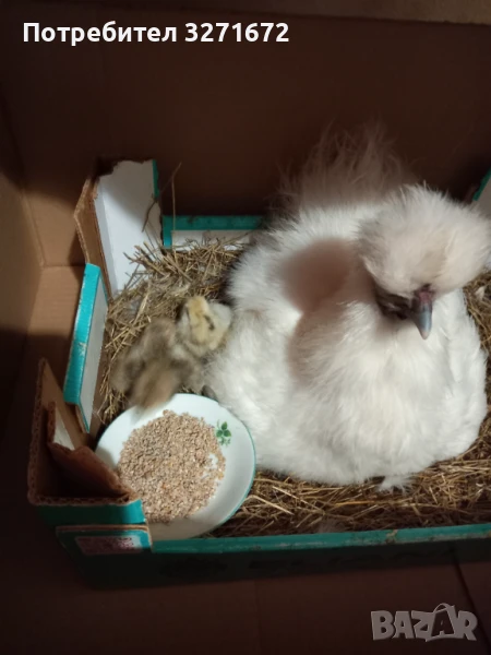 Американски копринки , снимка 1