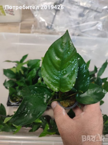 Анубиаси видове , снимка 1