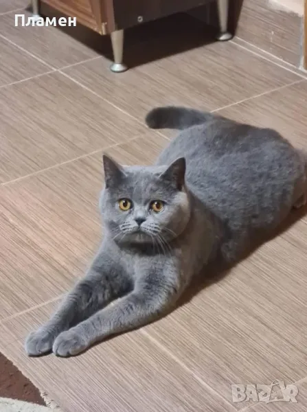 Британска котка !, снимка 1