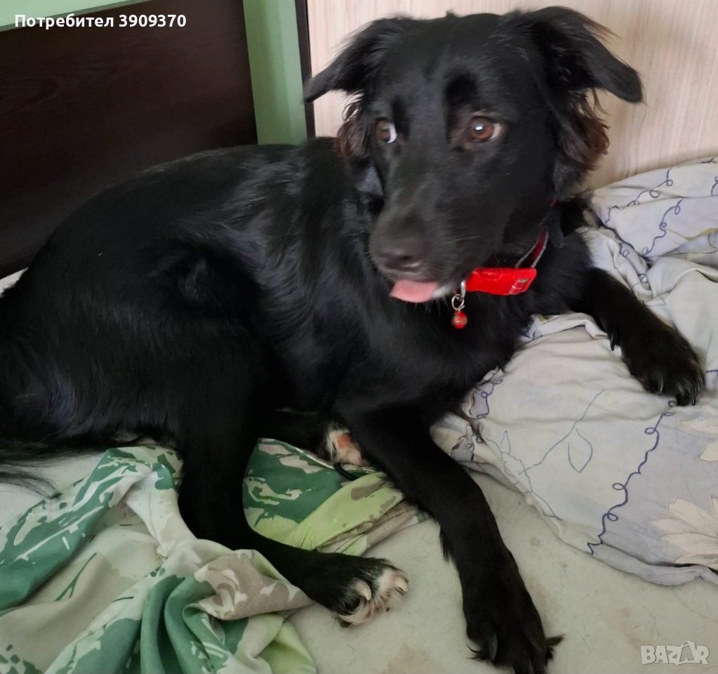 Подарява се смеска между шпиц и бордър коли, снимка 1