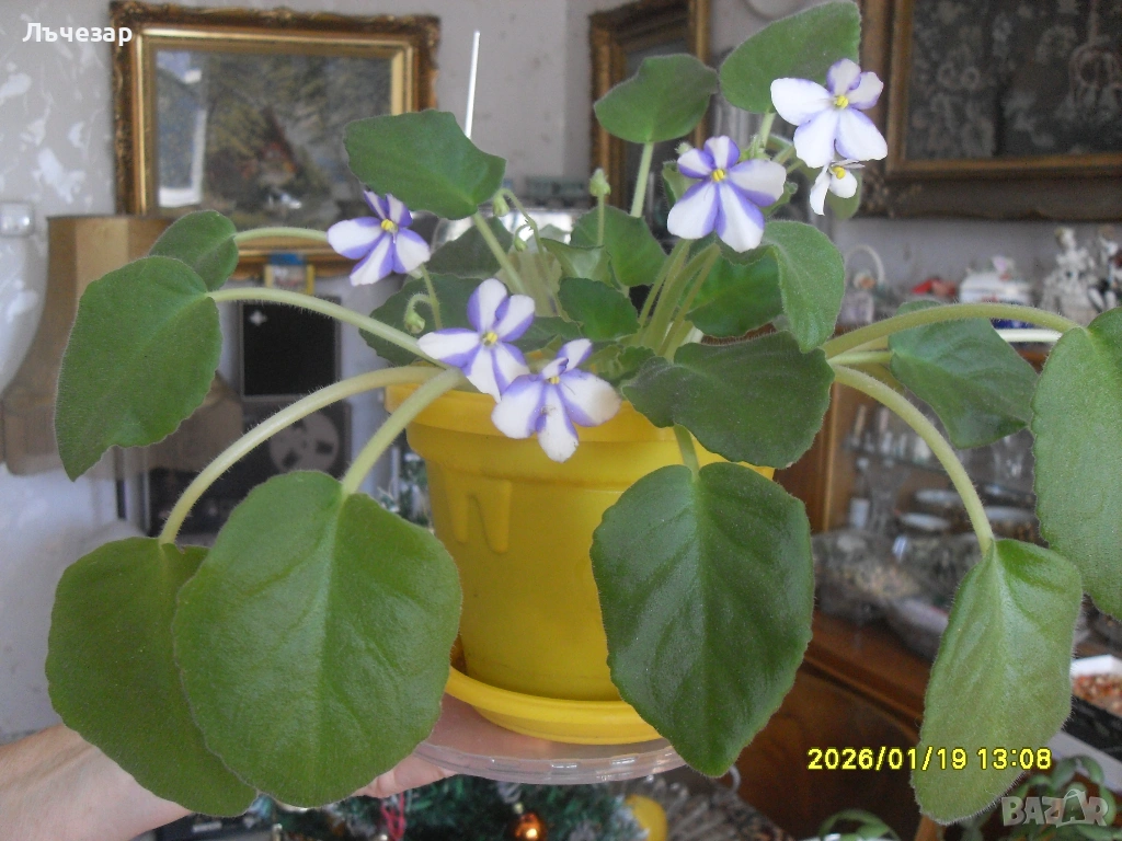 Продавам теменужка, снимка 1