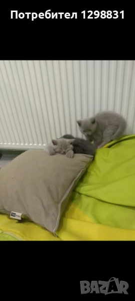 Британски късокосмести котенца , снимка 1