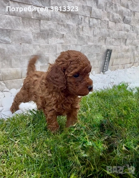 Пудел той , снимка 1