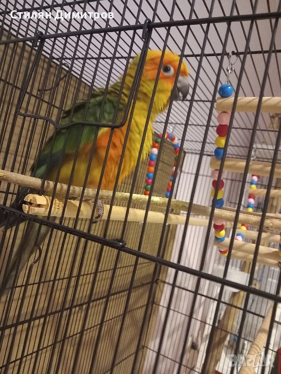 Слънчева аратинга, снимка 1