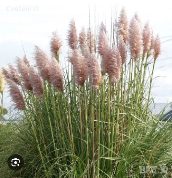 Кортадерия / Пампаска трева, снимка 1