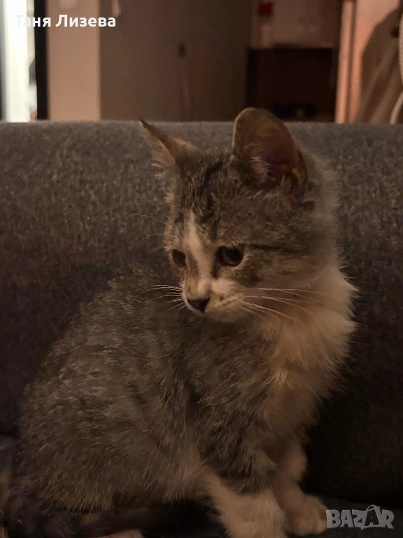 Подарявам котенце, снимка 1