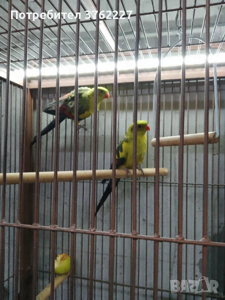 Продавам планински папагали, снимка 1